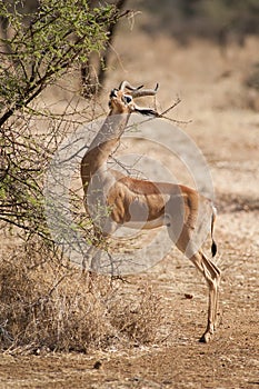 Gerenuk