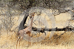 Gerenuk