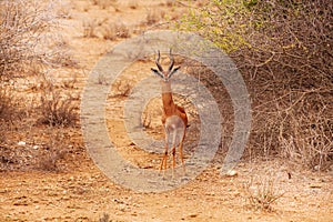 Gerenuk standing next to bushes with green leaves