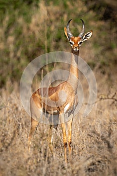 Gerenuk stands facing camera with bushes behind