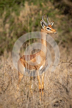 Gerenuk stands watching camera with bushes behind