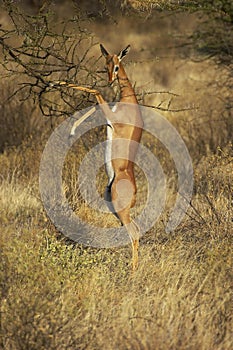 Gerenuk or Waller`s Gazelle, litocranius walleri, Female eating Leaves in Bush, Samburu park in Kenya