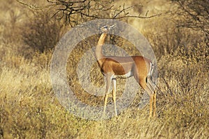 Gerenuk or Waller`s Gazelle, litocranius walleri, Female Eating Leaves, Samburu Parc in Kenya