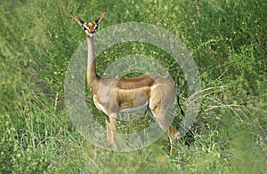 Gerenuk or Waller`s Gazelle, litocranius walleri, Female at Samburu Park in Kenya