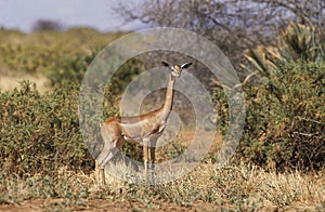 Gerenuk or Waller`s Gazelle, litocranius walleri, Female in Savanna, Samburu Park in Kenya