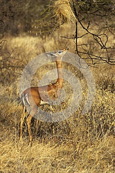 Gerenuk or Waller`s Gazelle, litocranius walleri, Female standing in Bush, Samburu park in Kenya