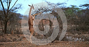 Gerenuk or Waller`s Gazelle, litocranius walleri, Female standing on Hind Legs, Eating Acacias`s Leaves, Samburu Park in Kenya, Re