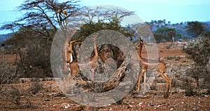 Gerenuk or Waller`s Gazelle, litocranius walleri, Female standing on Hind Legs, Eating Acacias`s Leaves, Samburu Park in Kenya, Re