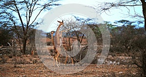 Gerenuk or Waller`s Gazelle, litocranius walleri, Female standing on Hind Legs, Eating Acacias`s Leaves, Samburu Park in Kenya, Re