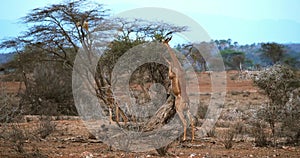 Gerenuk or Waller`s Gazelle, litocranius walleri, Female standing on Hind Legs, Eating Acacias`s Leaves, Samburu Park in Kenya, Re