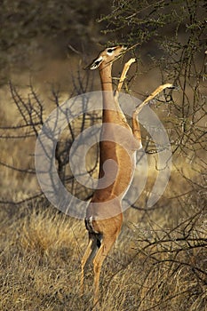 Gerenuk or Waller`s Gazelle, litocranius walleri, Female standing on Hind Legs, Eating Leaves, Samburu Parc in Kenya