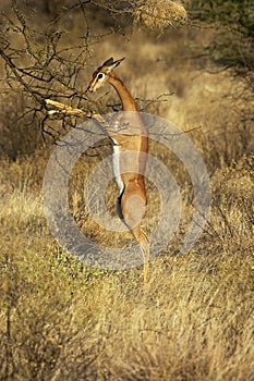 Gerenuk or Waller`s Gazelle, litocranius walleri, Female standing on Hind Legs, Eating Leaves, Samburu Parc in Kenya