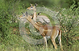 Gerenuk or Waller`s Gazelle, litocranius walleri, Females, Samburu Park in Kenya