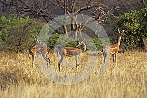 Gerenuk or Waller`s Gazelle, litocranius walleri, Group of Males, Samburu Parc in Kenya