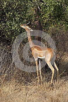 Gerenuk or Waller`s Gazelle, litocranius walleri, Male eating Leaves in Bush, Samburu park in Kenya