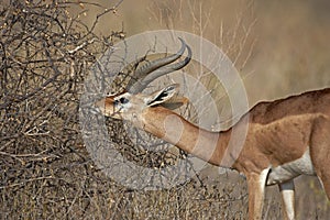 Gerenuk or Waller`s Gazelle, litocranius walleri, Male Eating Leaves, Samburu Parc in Kenya