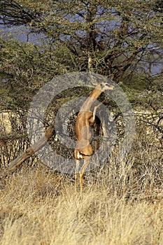 Gerenuk or Waller`s Gazelle, litocranius walleri, Male eating Leaves, standing on its Hind Legs, Samburu Park in Kenya