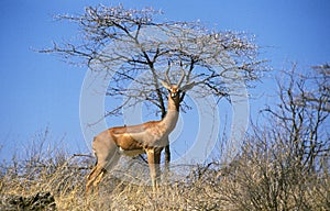 Gerenuk or Waller`s Gazelle, litocranius walleri, Male, Samburu Park in Kenya