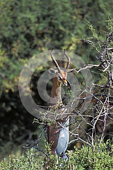 Gerenuk or Waller`s Gazelle, litocranius walleri, Male standing on Hind Legs, Eating Acacias`s Leaves, Samburu Park in Kenya