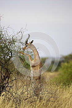 Gerenuk or Waller`s Gazelle, litocranius walleri, Male standing on Hind Legs, Eating Leaves, Samburu Parc in Kenya