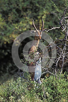 Gerenuk or Waller`s Gazelle, litocranius walleri, Male standing on its Hind Legs, Eating leaves, Samburu Park in Kenya