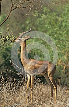 Gerenuk or Waller`s Gazelle, litocranius walleri, Samburu Park in Kenya