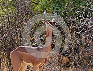 Gerenuks gazelle