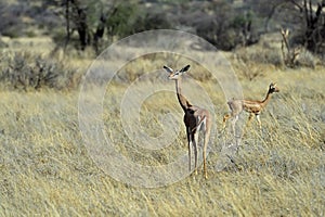 Gerenuks gazelle