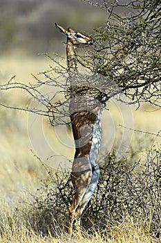 Gerenuks gazelle