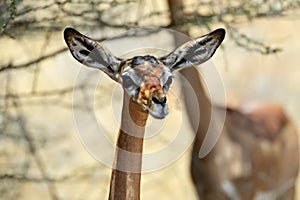 Gerenuks gazelle