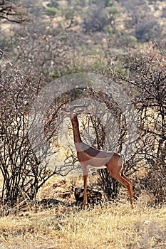 Gerenuks gazelle in Africa