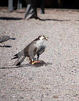 Gerfalcon on the ground