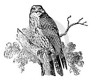 Gerfalcon, vintage illustration