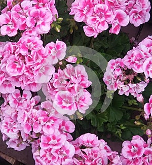 Gerianum pink flower ðŸŒ¸