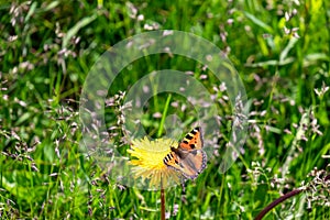 Gerlitzen - Close up view on butterfly Silver-washed fritillary polluting yellow flower on alpine meadow, Gerlitzen Alpe