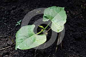 The germ of the bean