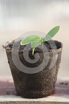 Germ cucumber in peat pots