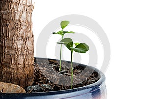 The germ of a lemon in a flowerpot