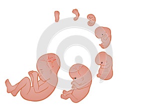 Germ in a womb of mother photo