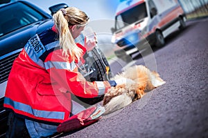 German animal medic treats an injured dog