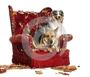 German and Australian Shepherd on a destroyed armchair, isolated