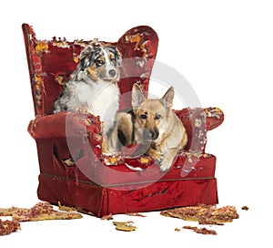 German and Australian Shepherd and Poodle on destroyed armchair