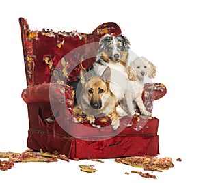 German and Australian Shepherd and Poodle on destroyed armchair