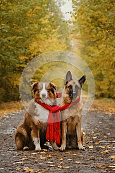 German and Australian Shepherd wrapped up in warm knitted red scarf together and sit on trail in woods in fall. Two beautiful