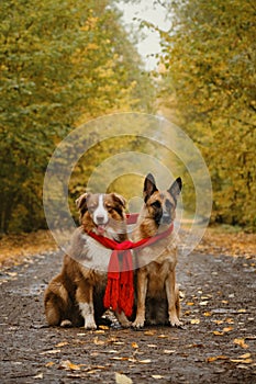 German and Australian Shepherd wrapped up in warm knitted red scarf together and sit on trail in woods in fall. Two beautiful