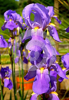 The German Bearded Iris Iris Ã— germanica, also known as the Knight`s Bearded Iris, Blue Bearded Iris and True Bearded Iris