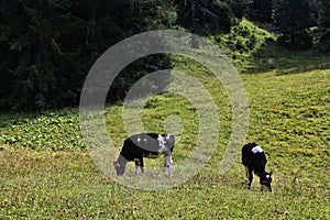 German Black Pied cattle Deutsche schwarzbunte