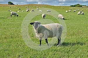 German Blackhead Sheep