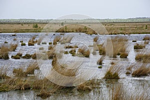 German bog landscape