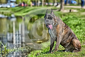 German boxer with cropped ears